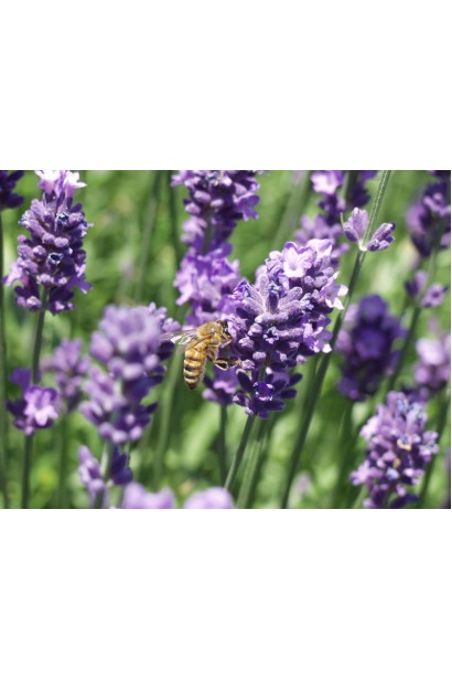  Lavandula angustifolia Blue Scent Early